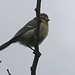 HIKR-Vogelexkursion 3.6.2012:<br /><br />Das beste Vogelfoto gelang mir nicht während der Exkursion im Oberbaselbiet sodern später auf meinem Balkon wo mich eine Blaumeise (Cyanistes caeruleus) besuchte.