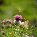 Distel