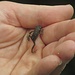 zukünftiger Froschkönig