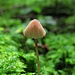 Ein ganz kleiner, aber schöner Pilz im saftig grünen Moos im Wald.