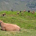 Kühe teilen sich die Weide mit Geissen