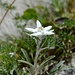 Königin der Alpenflora: Edelweiss