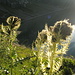 Cardo spinosissimo (Cirsium spinosissimum) in controluce