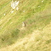 Marmotte in doppio turno di guardia: la madre controlla a valle, il piccolo verso montagna