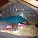 Am Schlafen in der Hütte P. 1573