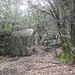 Im Wald liegen zum Teil riesige Felsblöcke.