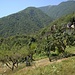 Anzuno (551 m) mit Blick zu den Hängen des Moncucco (1902 m)