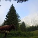 Wer noch Lust hat, ein paar Bilder vom maxl: Eine Kuh weist den Weg in den Leoganger Stoaberg