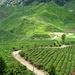 Teeplantage in den Cameroon Highlands
