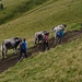 Alpentalper begleiten die Kühe