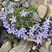 Eine noch grössere und schönere Pflanze der recht seltenen Mont Cénis Glockenblume