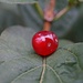 Red Fruit