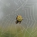 Spinnennetz II