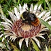 Silberdistel: Die Blumen haben schon auf Herbst gewechselt, während noch fleissig Honig gesammelt wird.