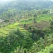 Reisfelder am Startpunkt der Trekking Tour