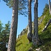 Schöner Bergwald bewächst die steilen Südhänge.