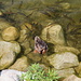 Am Bergsee Štrbské Pleso - "Artenvielfalt". Im See: Fische. Auf dem See: Enten. Neben dem See: Menschen. Enten und Fische sind an Wochenenden und in der Ferienzeit übrigens in Unterzahl ;-).