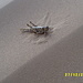 Flugschrecke im Wüstensand