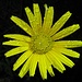 Ein nasser Farbtupfer zum Schluss: Buphthalmum salicifolium, das Weidenblättrige Rindsauge<br />	