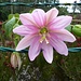 Passionsblume - sie gehört eigentlich nicht nach Madeira, sondern wurde eingeschleppt. Hübsch ist sie aber allemal.