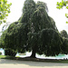 der schön gewachsene Baum am Zürichsee hat mich beeindruckt