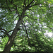 der Baum im Belvoirpark spendet viel Schatten