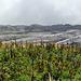 Blick vom Grenzchopf zum riesigen Karrenfeld der Tierwis (der Name des Berggasthauses kommt wohl daher)