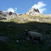 Lieblicher Ausklang: abendliches Schafsgeläut unter dem Bräntlerhorn