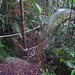 Dschungeltrail