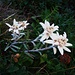 Edelweisse 1