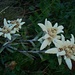 Edelweisse 2