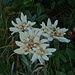 Edelweisse 3