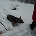 Der Hund freut sich über den Schnee