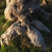 Wurzel eines alten abgestorbenen Baumes, auch für jemanden Bestimmtes, wie die Rindenfotos:-)