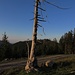 Das ist der einsame, tote Baum über der Kuhalm, ehemals eine Fichte?