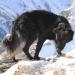 Zina: the mountain climber's dog