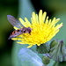 Gelbe Blüte mit Besuch einer Schwebfliege