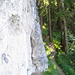 Die Felsen am Wildfräuleinstein (ca. 1150 m)