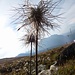 schöne "Alte Manne" ( verblühte Anemonen)