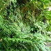 Madeira-Dschungel