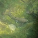 In der Ribeira Verde tummeln sich Forellen