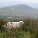 Una delle innumerevoli pecore