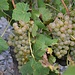 grapes are looking ripe, harvest starting in mid-September