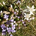 Herbstenzian mit Edelweiss