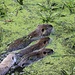 Unsere Murmeltiere schwimmen - Biberratten (Nutria)