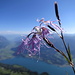 Verschnörkelte Blumenschönheit über dem Walensee