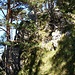 Steiles felsdurchsetztes Wiesengelände hinterm Osterfeuerkopf beim Grat zur Eckleiten