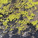 Diese lechtend-gelben Flecken hatten wir schon am Jegihorn gesehen.