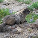 Marmota caligata cascadensis (Eisgraues Murmeltier)