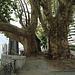 Urchige Bäume am Lago Maggiore
